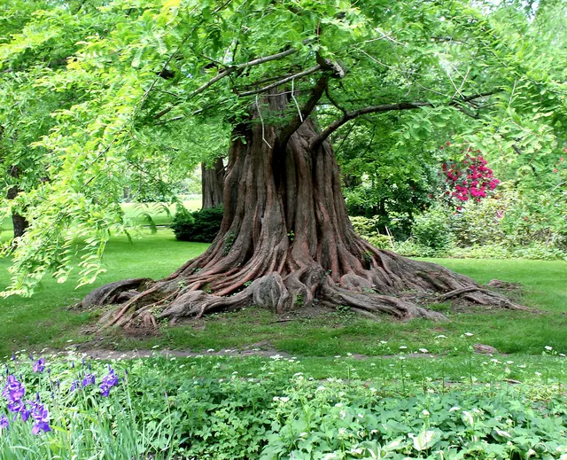 Bailey Arboretum